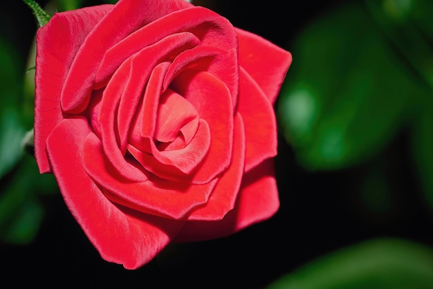 Een grote bloem van mooie rode roos close-up op een onscherpe achtergrond met groene bladeren