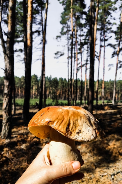 Een grote Boletus edulis-paddenstoel in de handen van een boswachter