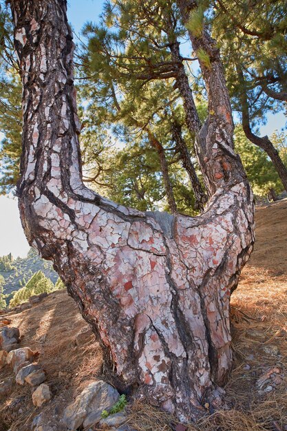 Een grote boomstam in de bergen in de zomer Lage hoek van een oude boomschors en rotsen in een wilde mysterieuze omgeving Prachtig natuurlandschap van een unieke boom op La Palma, Canarische Eilanden, Spanje