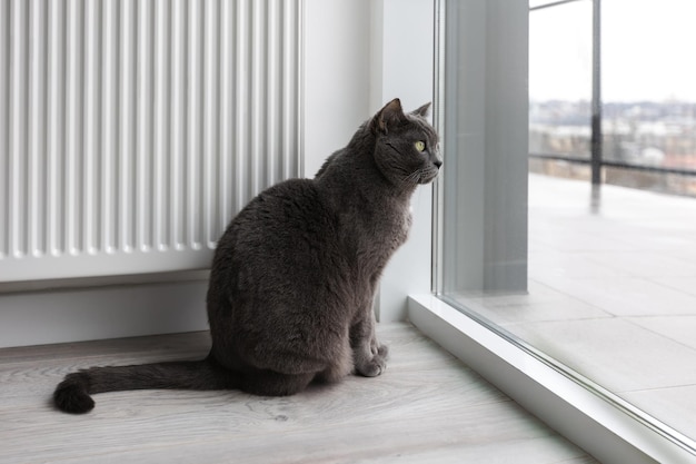 Een grote Britse kat zit bij een verwarmingsradiator en kijkt uit het raam. Regenachtig weer