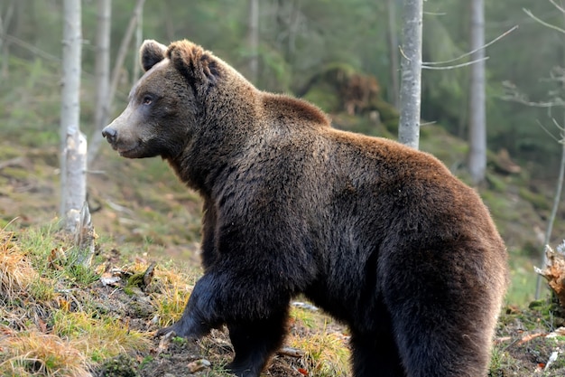 Een grote bruine beer in het bos