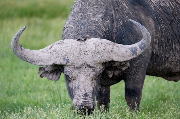 Een grote buffel in het grasland van de savanne