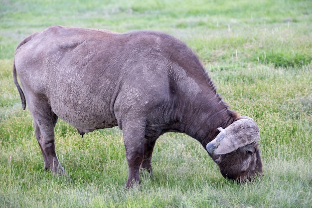 Een grote buffel in het grasland van de savanne
