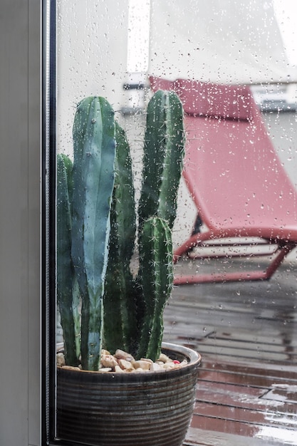 Een grote cereuscactus achter het raam van een stadsterras