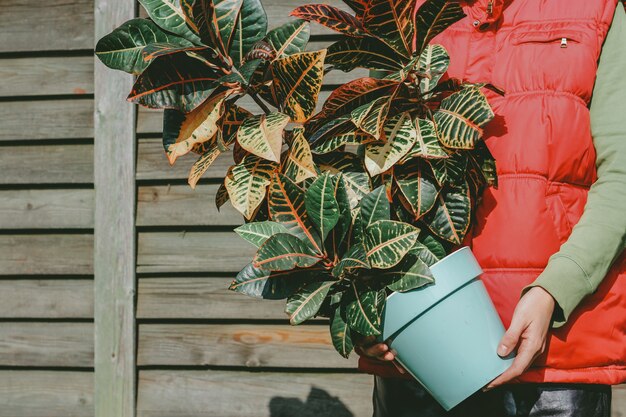 Een grote croton-plant in handen van een man. natuurlijke houten achtergrond