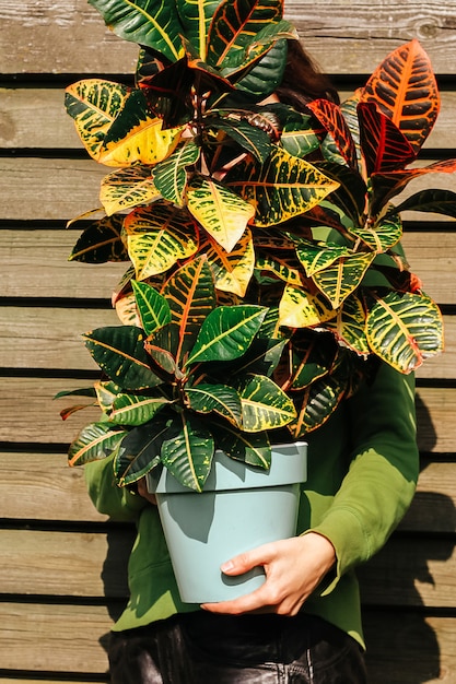 Een grote croton-plant in handen van een man. natuurlijke houten achtergrond