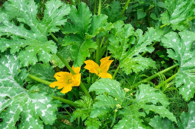 Een grote gele courgettebloem in de tuin Bloei van groentegewassen die komkommerpompoen in de tuin kweken Zaailing plantverzorgingsmeststof en ongediertebescherming