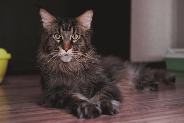 Een grote grijs gestreepte kat Maine Coon ligt op de grond tegen een lichte achtergrond