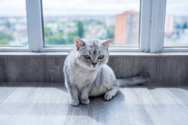 Een grote grijze pluizige kat ligt op de vloer. Het concept van huisdieren.