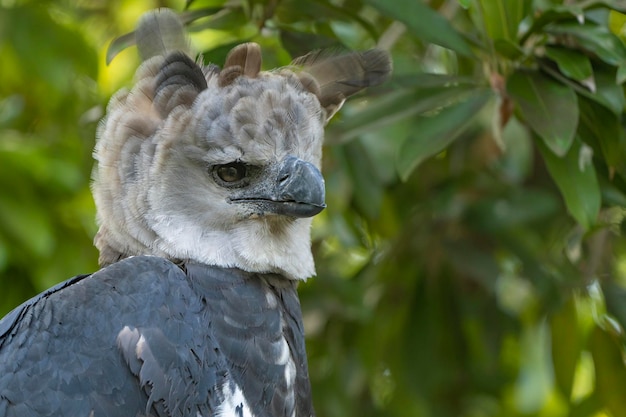 Een grote grijze vogel met een zwarte kop en witte veren.