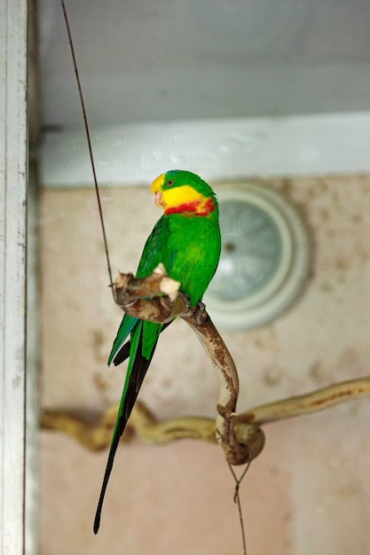 Een grote groene papegaai met een gele kop zit op een tak