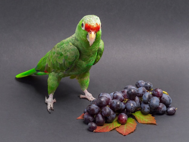 Een grote groene papegaai vormt naast een tros zwarte druiven