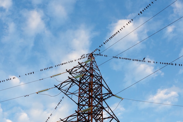 Een grote groep vogels zit op de draden van de machtslijn