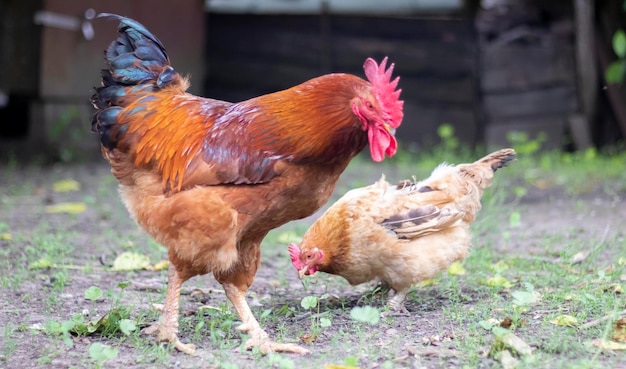 Een grote haan met een rode pluk in het dorp Young Red Cockerel Rhode Island Red Barnyard Mix