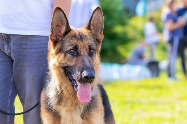 Een grote herder met open mond en tong die uitsteekt in het park naast zijn baasje