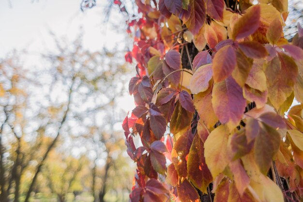 Een grote herfstbladeren aan een boom