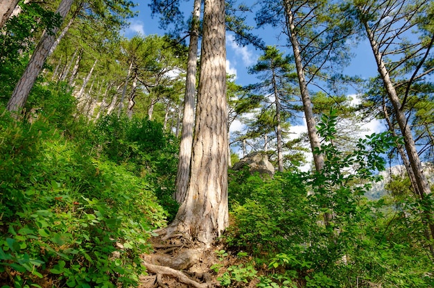 Een grote hoge boom in de bergen in het bos.