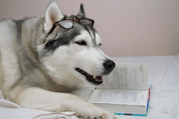 een grote husky hond ligt in bed met een boek en een kopje