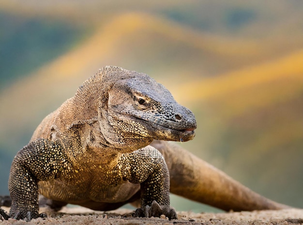 Een grote Komodo-draak met een blauwe en gele achtergrond