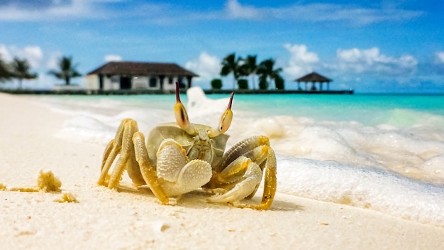 Een grote krab kroop uit op een wit zandstrand op een zonnige dag in de Malediven.