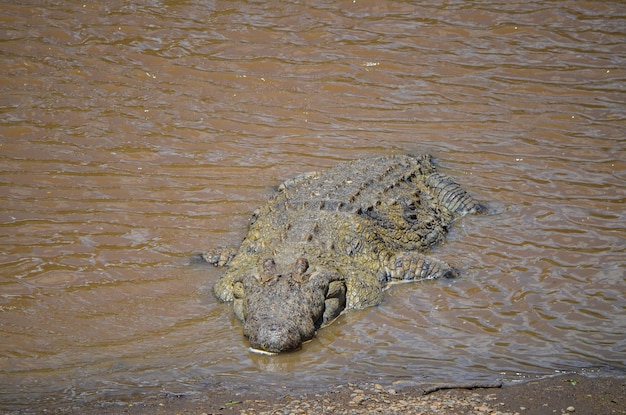 Een grote krokodil aan de oevers van de Mara-rivier in Kenia, Afrika