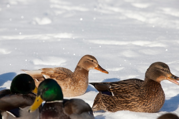 Een grote kudde eenden die voor de winter in Europa bleef, het koude seizoen met vorst en sneeuw, eenden zitten in de sneeuw