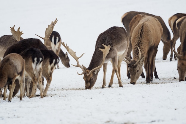 Een grote kudde europese edelherten en damherten op het voederplatform in de winter