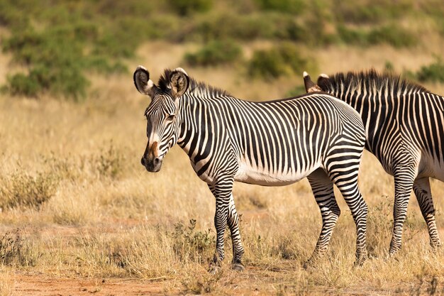 Een grote kudde met zebra's die grazen in de savanne van Kenia