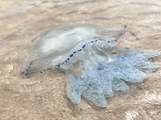 Een grote kwal zwemt aan de kust op een zonnige heldere dag. Close-up, fotografie van kwallen.