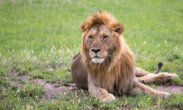 Een grote leeuw ligt in het gras in de savanne van Kenia