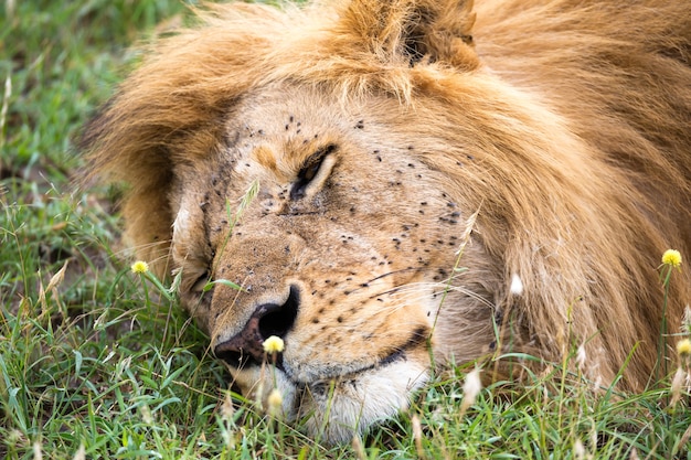 Een grote leeuw slaapt in het gras van de Keniaanse savanne