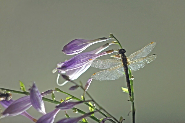 Een grote libel zit op lila bloemen op een lichte achtergrond