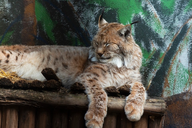 Een grote lynx ligt op een houten plank. De Euraziatische lynx is een groot zoogdier van de kattenfamilie Animal in the zoo