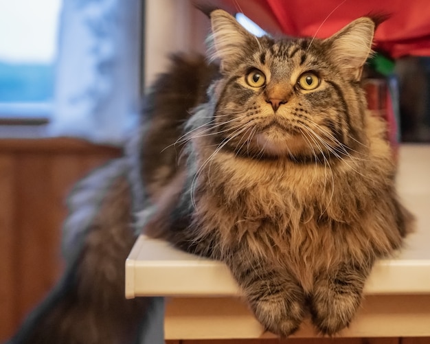 Een grote Maine Coon-kat ligt op de vensterbank in het warme zonlicht en ontspant