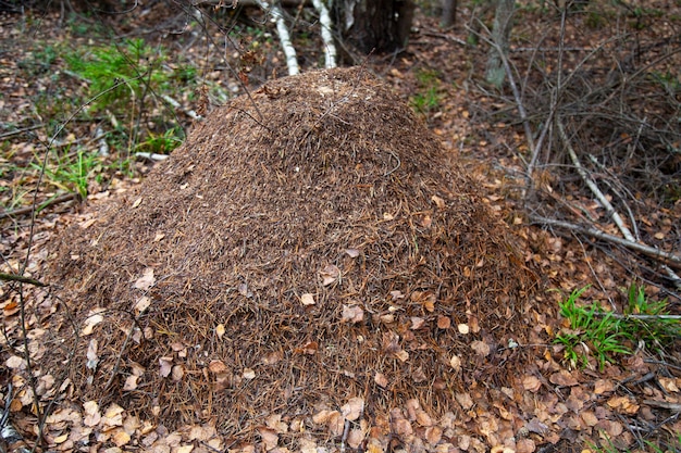 Een grote mierenhoop in het bos is een huis en een woning voor mieren en herfstbladeren