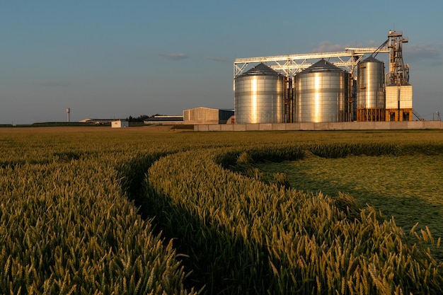 Een grote moderne fabriek in de buurt van een tarweveld voor de opslag en verwerking van graangewassen uitzicht op de graanschuur verlicht door het licht van de ondergaande zon tegen het oogstseizoen van de blauwe lucht