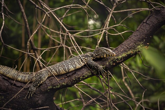 Een grote monitorhagedis ligt op een tak van een mangroveboom