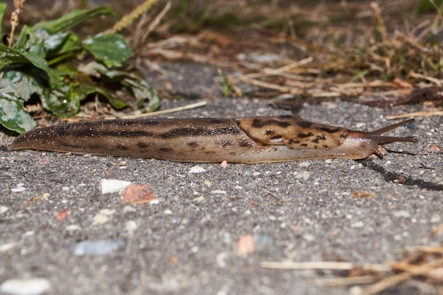 Een grote naaktslak lat Limax maximus kruipt langs de paden in de tuin