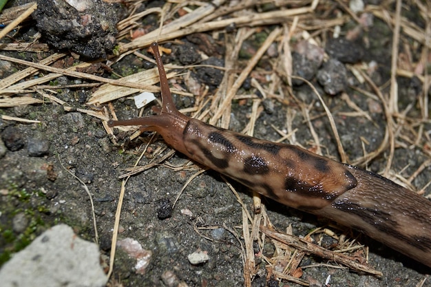 Een grote naaktslak (lat. Limax maximus) kruipt over de paden in de tuin.