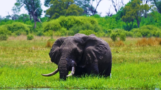 Een grote olifant in het gras