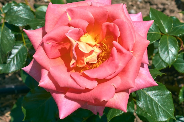 Een grote open roos in de zomertuin