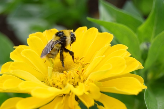 Een grote oude hommel verzamelt stuifmeel van een gele Cynia-bloem