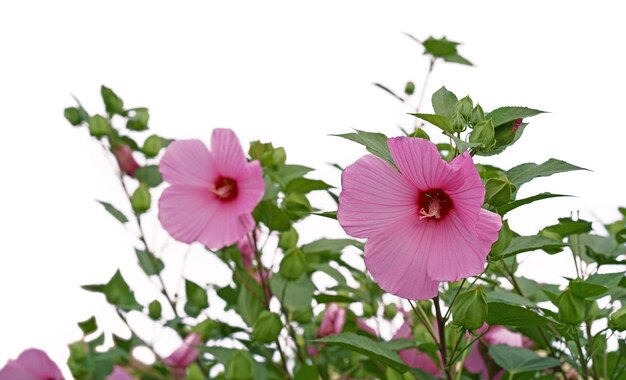 Een grote paarse hibiscus bloem op een florale achtergrond hibiscus moscheutos Rose Mallow