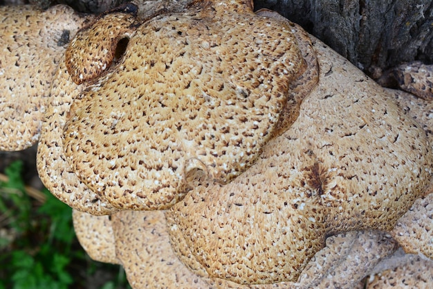 Foto een grote paddenstoel groeit op een boomstam