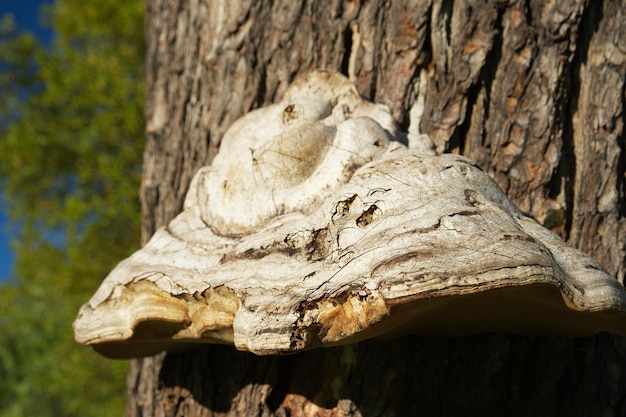 een grote polypore paddestoel op een schorsboom in het park