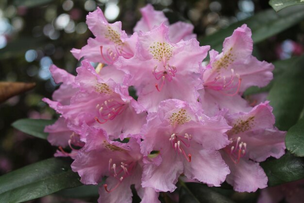 Een grote prachtige roze knop van rhodendron begroet de ochtenddageraad