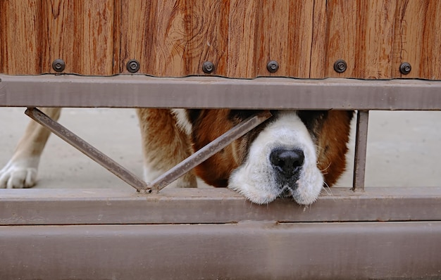 Een grote rode hond bewaakt het grondgebied van een residentieel pand