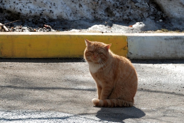 Een grote rode kat zit op de stoep op een zonnige lenteochtend Moskou regio Rusland