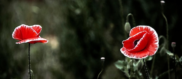 Een grote rode papaver met een witte rand. De zonnestralen verlichten de papaverbloem. Papaverteelt.