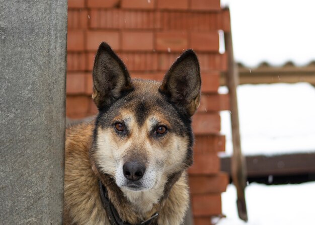 Een grote roodharige hond met oren die vanachter een hek naar buiten gluren. De hond is zichtbaar halsband